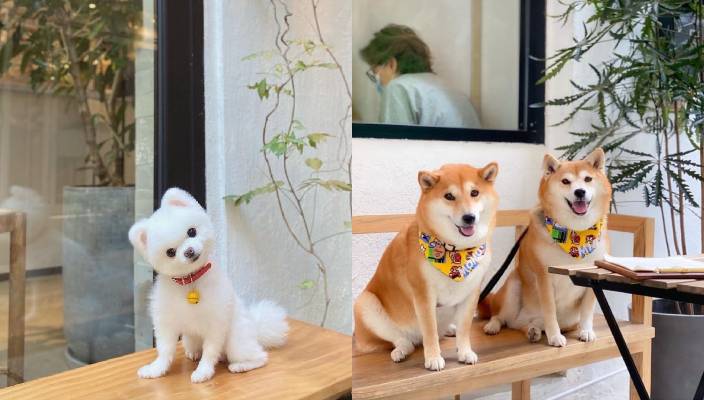 狗狗好去處、寵物友善餐廳、寵物cafe